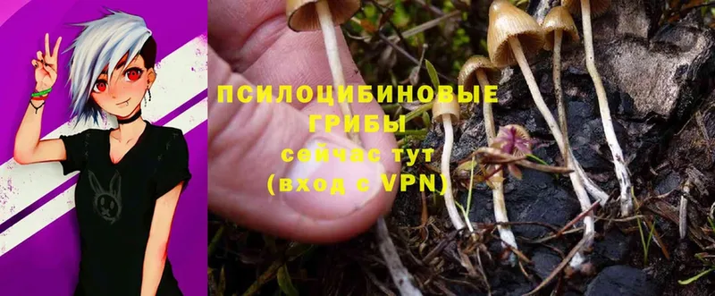 Галлюциногенные грибы Psilocybe  Игарка 